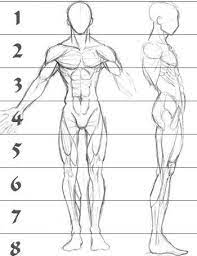 A Sketch Of Human Male Anatomy From The Front And Right Side With Superimposed Lines Showing Figu Human Body Drawing Human Anatomy Drawing Human Figure Drawing