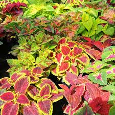 Image result for Coleus meyeri