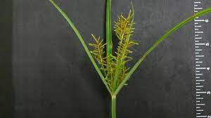 Typically yellow nutsedge grows faster than most turfgrasses under normal growing conditions. Yellow Nutsedge Nc State Extension Publications