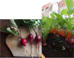 Vern Blog Archive Fur Die Fensterbank Und Den Balkon Pflanzen Gemuse Pflanzen Balkon