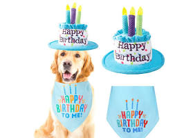 dog with a birthday cake and a party hatの画像