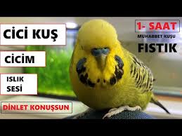 Cici Kus Cicim Islik Sesi Konusan Muhabbet Kusu Fistik Dinlet Konussun 1 Saat Youtube