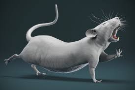 Bald Rat 3d Model V 2020 G