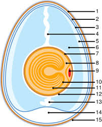 Use each word only once: Anatomy Of A Chicken Egg