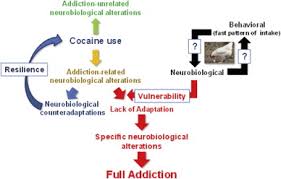 Image result for Addiction Pathophysiology