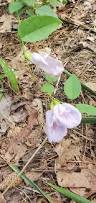 Image result for Clitoria
