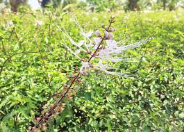 Tumbuhan ini mula menarik perhatian para pengkaji. Khasiat Misai Kucing Yang Ramai Tak Tahu Sunah Suka Sakura