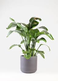 Image result for Strelitzia