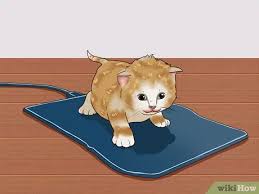 Pahami bahwa merawat bayi kucing merupakan tanggung jawab besar. Cara Memelihara Anak Kucing Tak Berinduk Di Bawah Usia Tiga Minggu