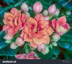 Image result for Kalanchoe rosalina