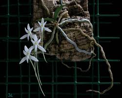 Image result for Mystacidium