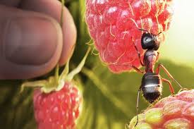 The most effective way of getting rid of ants in potted plants is a combination of baiting and using insecticidal soap. What Do Ants Eat Terminix
