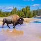 Yellowstone Tour: Explore Geothermal Wonders