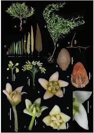 Image result for Thesium cymosum