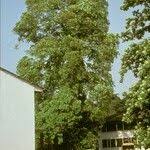 Image result for Alstonia boonei