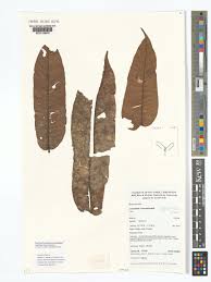 Image result for Canarium schweinfurthii