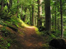 I Love The Forests Of The Pacific Northwest Pacific Northwest Walk In The Woods Places To See