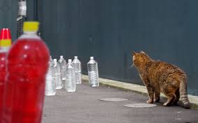 Cara2 halang kucing tido atas kereta. Asal Usul Petua Halau Kucing Dengan Botol Air Merah Iluminasi