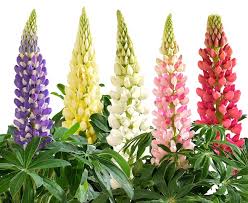Free for commercial use no attribution required high quality images. Lupine Lupini Greenhouse Product News