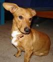 Dorgi Puppies For Sale - Dorgi Breed Profile | Greenfield ...