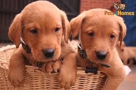 Click here to see what color fox red lab puppies look like at birth and the color changes as they grow. Red Fox Labrador For Sale