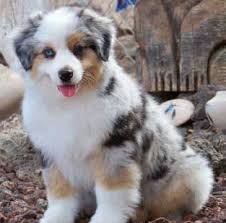 Sell or rehome your puppies safely and effectively. Home Woodridge Aussies And Miniature American Shepherds