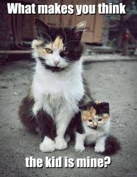 20 Amazing Photos You Don T Want To Miss Calico Cats Cute Animals Kittens Cutest Funny Animals