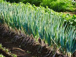 If you live in a grow zone of 7 or higher, you can plant scallions in the. Scallion Plants How To Grow Scallions