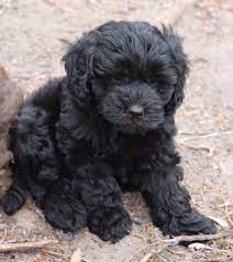 We Receive New Arrivals On A Regular Basis And Will Work With You To Make Sure Your Puppy Is Health Black Labradoodle Puppy Labradoodle Puppy Black Labradoodle