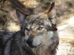 Epz Mar23 Mexican Wolf 14 By Familycanidae Deviantart Com On Deviantart Mexican Wolf Wolf Mexican Gray Wolf