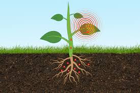 They can spruce up challenging areas under trees, accent transitional locations along paths and foundations, and add visual interest to expansive sites. Smart Researchers Engineer A Plant Based Sensor To Monitor Arsenic Levels In Soil Mit News Massachusetts Institute Of Technology