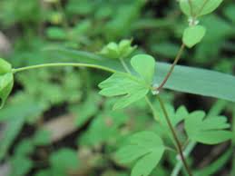 Image result for Isopyrum nipponicum