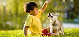 Dog treats are a great way to show your pet affection and reinforce desired behavior. 17 Homemade Grain Free Dog Treat Recipes Playbarkrun