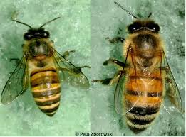 Identifying Asian Honey Bees Department Of Agriculture And