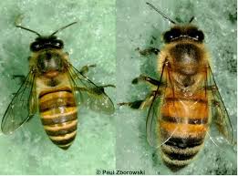 identifying asian honey bees department of agriculture and