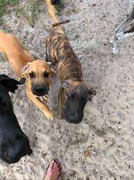 We currently have a litter born on february 28th. Great Dane Puppies For Sale Arcadia Fl 284936