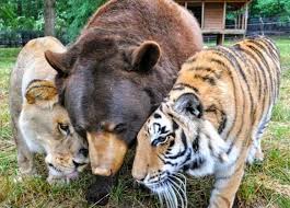 Lions Tigers Bears Oh My Animals Friendship Unusual Animal Friendships Unusual Animals