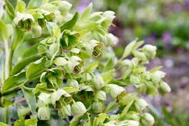 Fiori a grappoli gialli verdognoli : Fiori Verdi Le Specie Piu Diffuse Per Realizzare Composizioni Originali