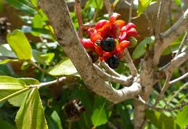Image result for Ochna natalitia