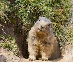 How to keep burrowing animals out of garden. Tips To Keep Burrowing Animals Out Of Your Lawn And Garden Suburban Lawn Sprinkler Co