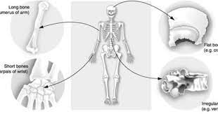 Types Of Bone And Examples Types Of Bones Exercise Physiology Physiology