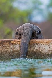 We did not find results for: Arteide A Baby Elephant Drinking Water Facebook