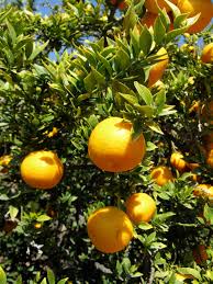 Resultado de imagen de #Chinotto (Citrus myrtifolia)