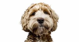 We did not find results for: Labradoodle Cost What Will Your Puppy S Price Tag Be