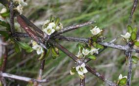 You can now identify new zealand's native shrubs, ferns and trees on the go thanks to the free app nz tree, developed at auckland university of technology. Nz Native Trees There S An App For That Rnz