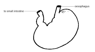 Anatomy and physiology of the digestive systemdigestive system digestive enzymes human digestive system digestive system diagram digestive system for kids. Anatomy And Physiology Of Animals The Gut And Digestion Wikibooks Open Books For An Open World