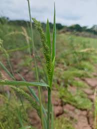 Image result for Echinochloa crus-pavonis