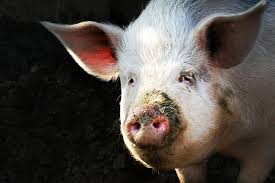 Apocalypse Pig The Last Antibiotic Begins To Fail Antibiotic Science Pig