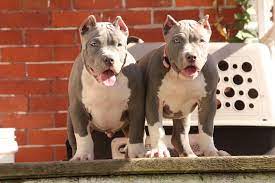 Maybe you would like to learn more about one of these? Xl Xxl Pitbull Xl Xxl American Bully Puppies In Ohio Xl American Bully Breeders In Nw Ohio