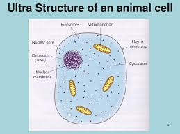 Maybe you would like to learn more about one of these? Chapter 7 Cell Structure Ppt Download